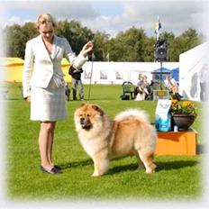 Chow chow Bidachows Gentle Gibson