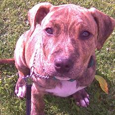 Amerikansk staffordshire terrier Ozzy (manse)