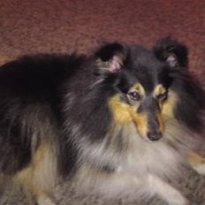 Shetland sheepdog Thea