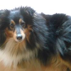 Shetland sheepdog Thea