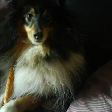 Shetland sheepdog Thea