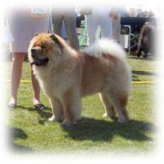 Chow chow Bidachows Gentle Gibson
