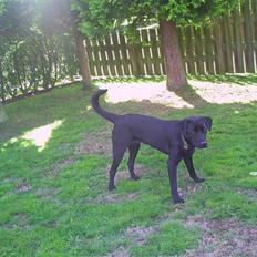 Labrador retriever Rico