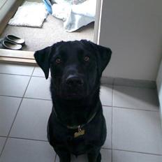 Labrador retriever Rico