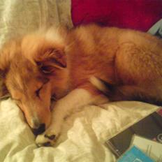Shetland sheepdog Andrea