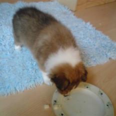 Shetland sheepdog Andrea