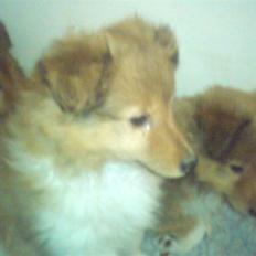 Shetland sheepdog Andrea
