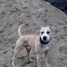 Amerikansk staffordshire terrier Nico