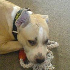 Amerikansk staffordshire terrier Nico