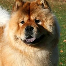 Chow chow Bidachows Joyful Jossie