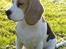 Beagle Svea