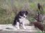 Border collie Blacki