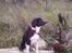 Border collie Blacki