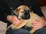 Boerboel RATHMANNS STEVIE *R.I.P*