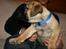 Boerboel RATHMANNS STEVIE *R.I.P*