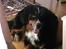 Berner sennenhund Astor - Billedet taler for sig selv...