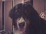 Berner sennenhund Astor - Kan man da aldrig få fred for det kamara? 
