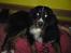 Berner sennenhund Astor - Denne seng er bedre end mig egen, tror jeg bliver her. 
