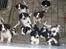 Engelsk springer spaniel Herkules