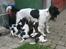 Engelsk springer spaniel Herkules