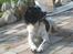 Engelsk springer spaniel Herkules