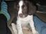 Engelsk springer spaniel Herkules