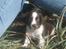 Engelsk springer spaniel Herkules