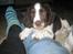 Engelsk springer spaniel Herkules