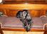 Blanding af racer Coco - lille dovne hund