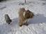 Bearded collie Bounty R.I.P - Bounty sammen med sin elskede Tine, som blev 16 år. 