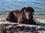 Labrador retriever Luka tidl. hund - Strandsild