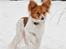 Papillon Emma - Foto af: Maria Rasch