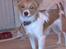 Papillon Emma