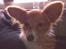 Papillon Emma