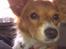 Papillon Emma