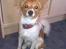 Papillon Emma