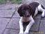 Gammel dansk hønsehund /Labrador    Laban - Labans første bad..