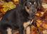 Blanding af racer Lilo - Sikke skoven dog er stor...(11 uger)
