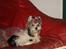 Biewer yorkshire terrier Zilly in white vom Weinbe - Xano nyder livet.