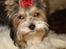 Biewer yorkshire terrier Zilly in white vom Weinbe - Er jeg ikke smuk?