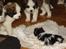 Biewer yorkshire terrier Zilly in white vom Weinbe - Hvad mon hun er for en?