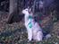 Alaskan malamute Moniqe
