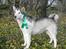 Alaskan malamute Moniqe