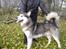 Alaskan malamute Cody