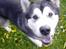 Alaskan malamute Cody