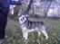 Alaskan malamute Cody