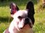 Fransk bulldog *Mimi* *Himmelhund* - Smukke Mimsegøj, 2 år gammel:))