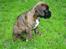 Boxer Berta
