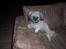 Lhasa apso R.I.P TUX - Er jeg ikke bare fræk :-)