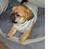 Blanding af racer (mops/pekingeser) Bob